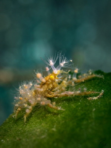 Decorated to the fullest by Philippe Eggert 